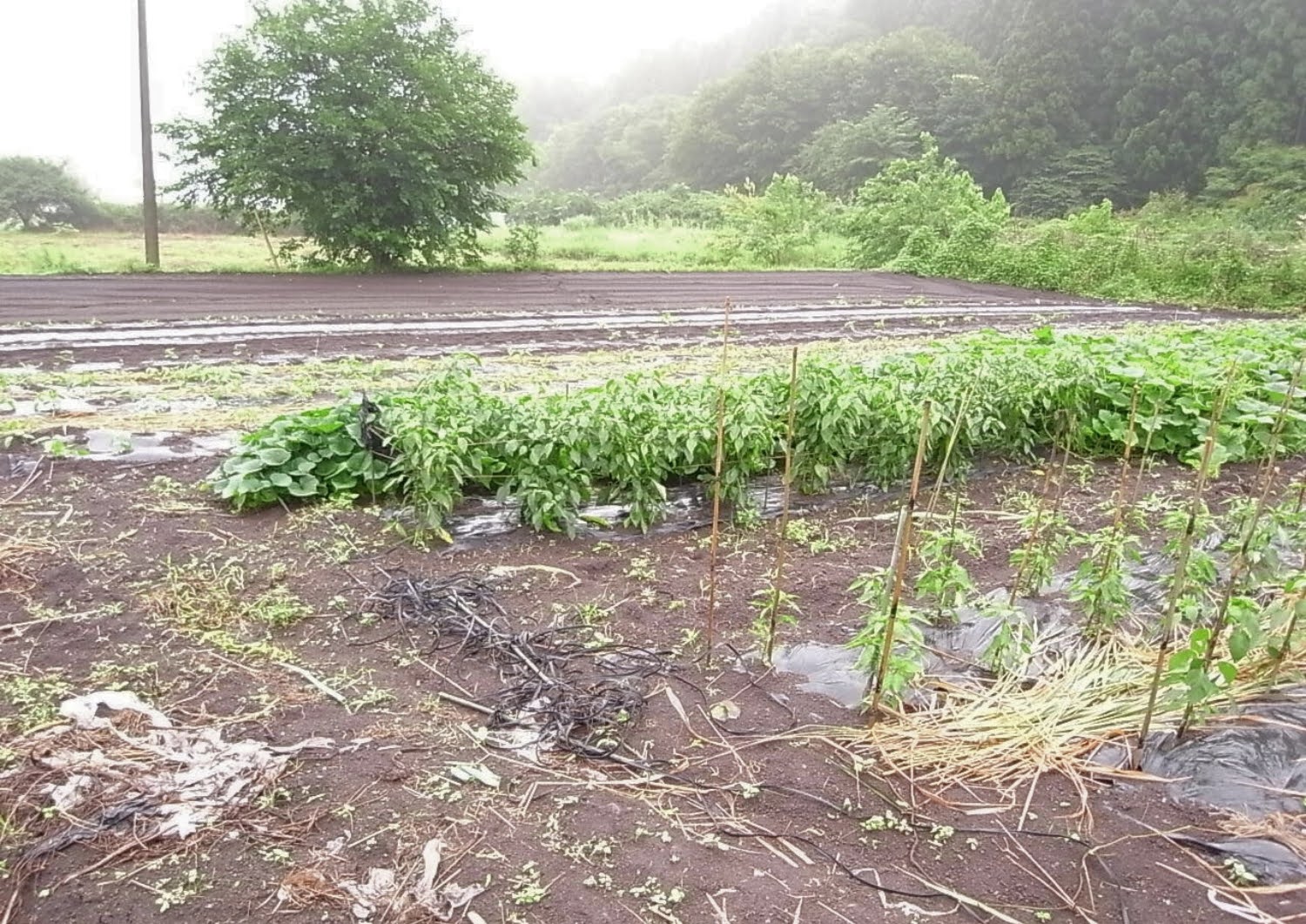 くらぶち村クラインガルテン