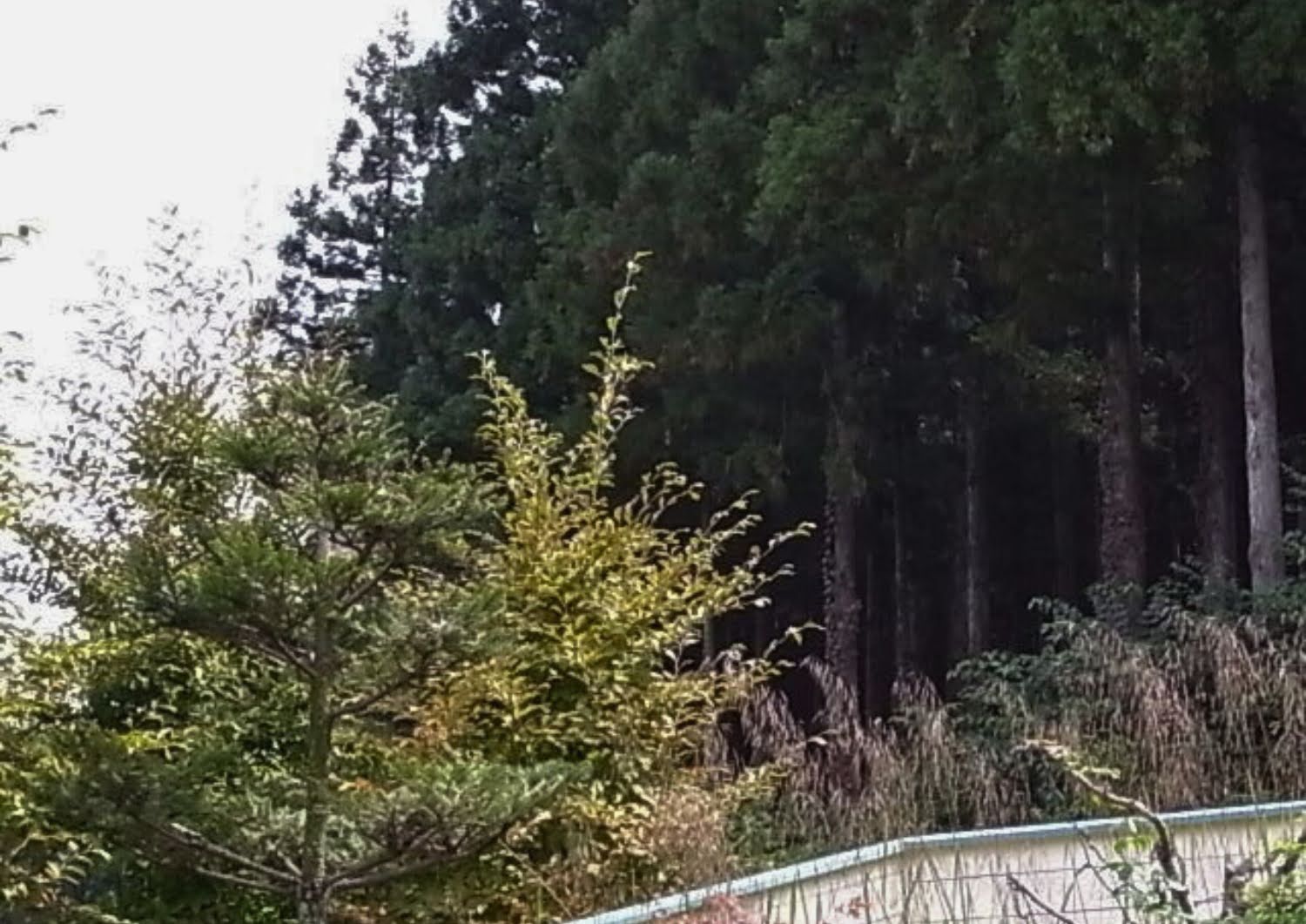 相間川温泉近く