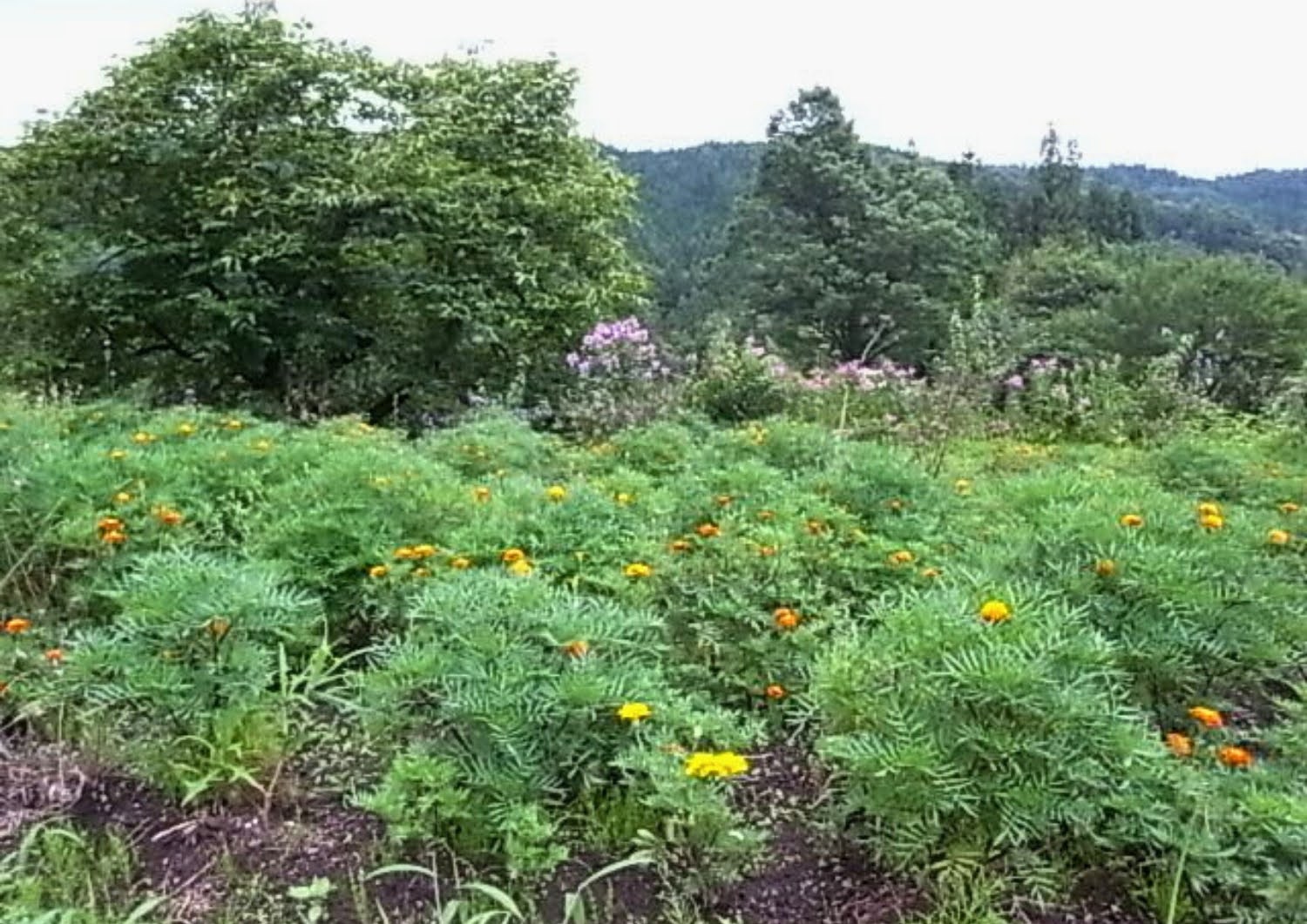 相間川温泉近く