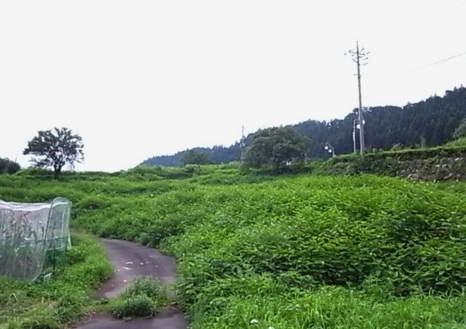 クラインガルテン